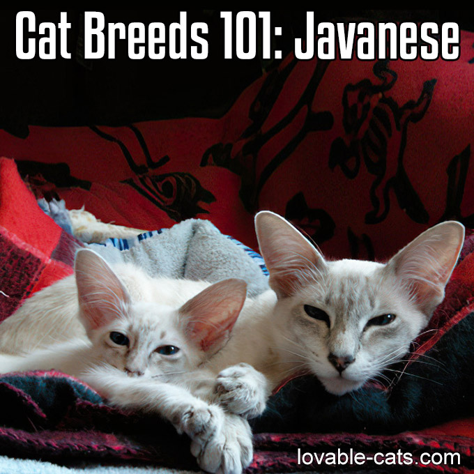 Cat Breeds 101 - Javanese