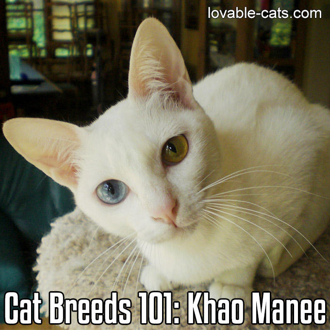 Cat Breeds 101 - Khao Manee