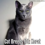 Cat Breeds 101: Korat
