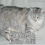 Cat Breeds 101: Kurilian Bobtail