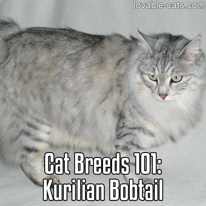 Cat Breeds 101 - Kurilian Bobtail