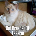 Cat Breeds 101: LaPerm