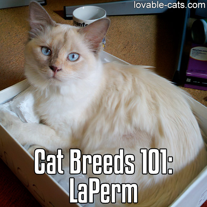 Cat Breeds 101 - LaPerm