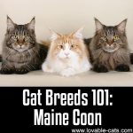 Cat Breeds 101: Maine Coon