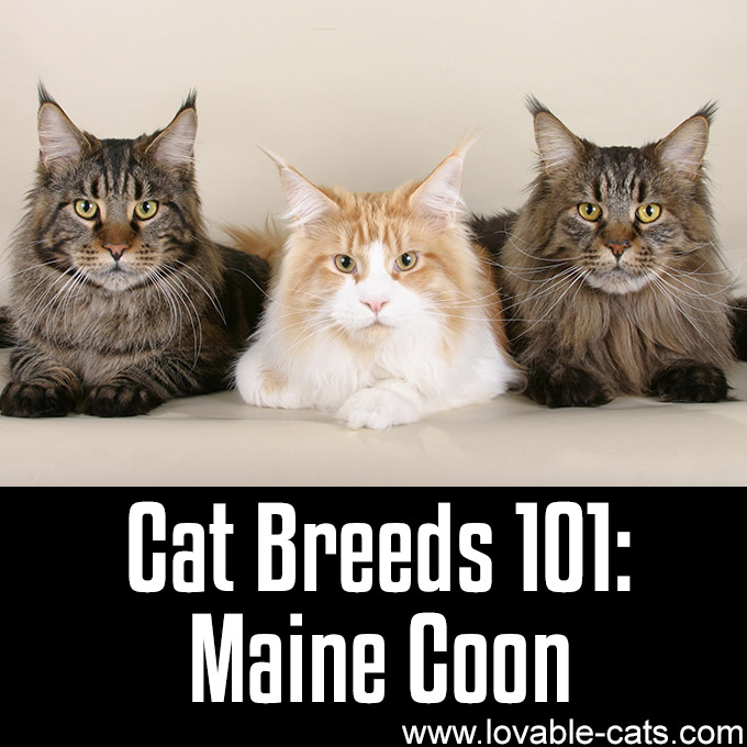 Cat Breeds 101 - Maine Coon