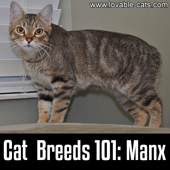 Cat Breeds 101 - Manx