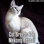 Cat Breeds 101: Mekong Bobtail