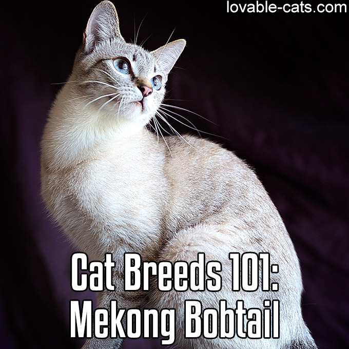 Cat Breeds 101 - Mekong Bobtail