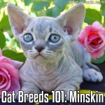 Cat Breeds 101: Minskin