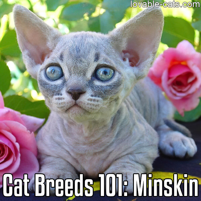 Cat Breeds 101 - Minskin