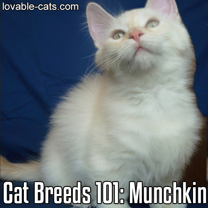 Cat Breeds 101 - Munchkin