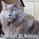Cat Breeds 101: Nebelung