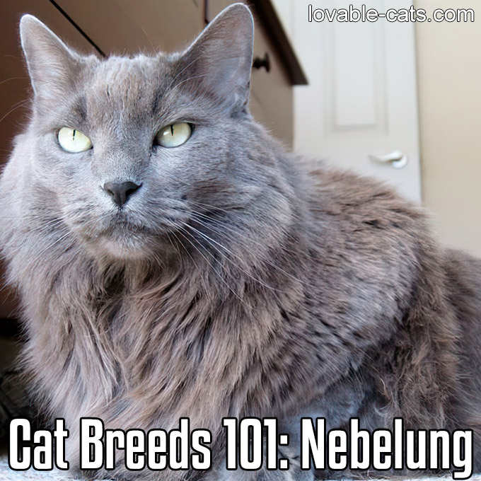 Cat Breeds 101 - Nebelung