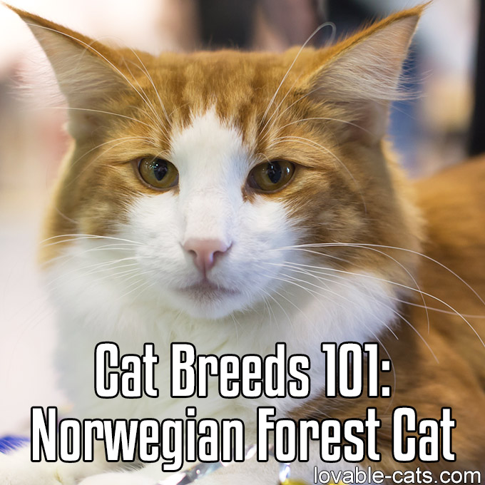 Cat Breeds 101 - Norwegian Forest Cat