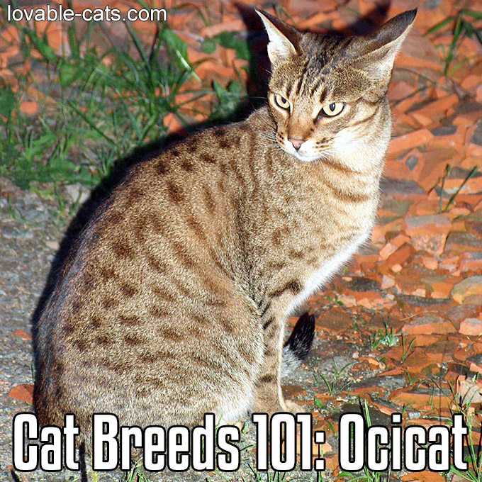 Cat Breeds 101 - Ocicat