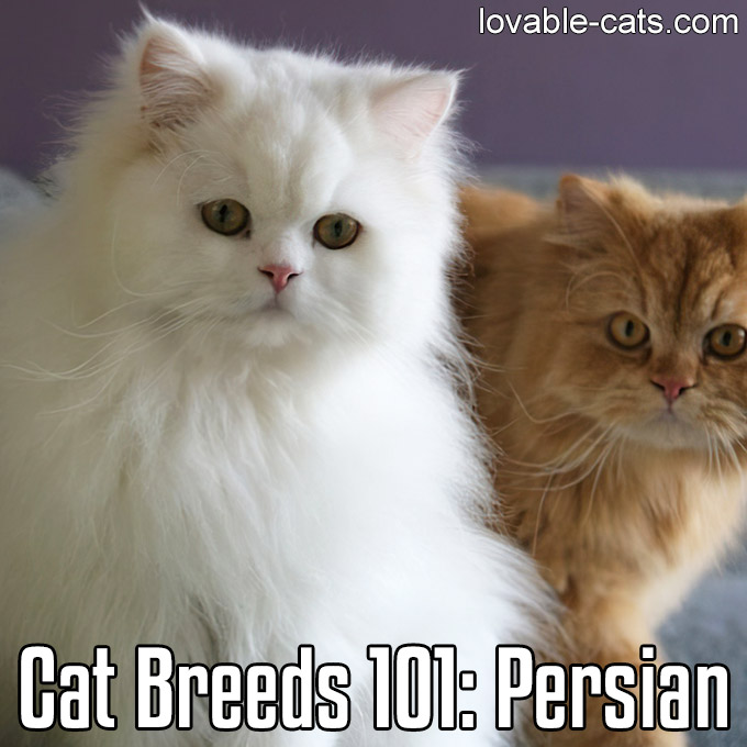 Cat Breeds 101 - Persian
