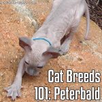 Cat Breeds 101: Peterbald