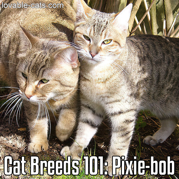 Cat Breeds 101 - Pixie Bob