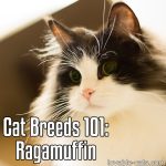 Cat Breeds 101: Ragamuffin