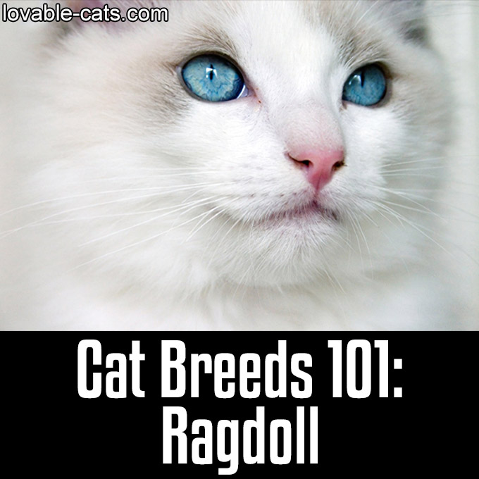 Cat Breeds 101 - Ragdoll