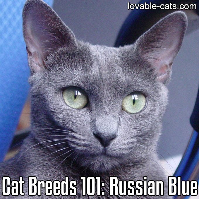 Cat Breeds 101 - Russian Blue
