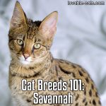Cat Breeds 101: Savannah