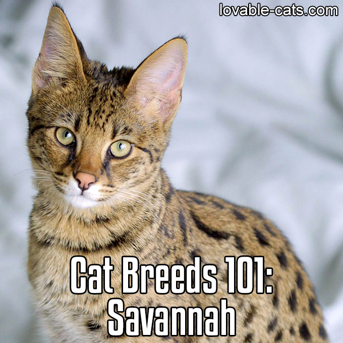 Cat Breeds 101 - Savannah