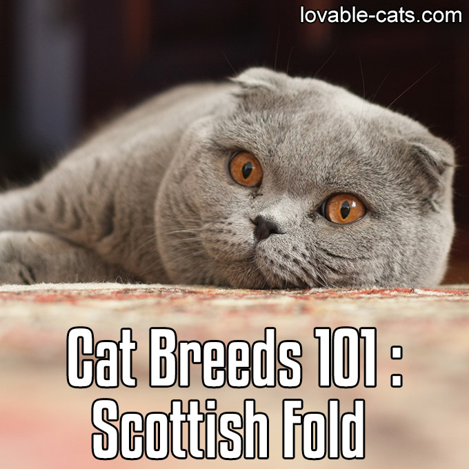 Cat Breeds 101 - Scottish Fold
