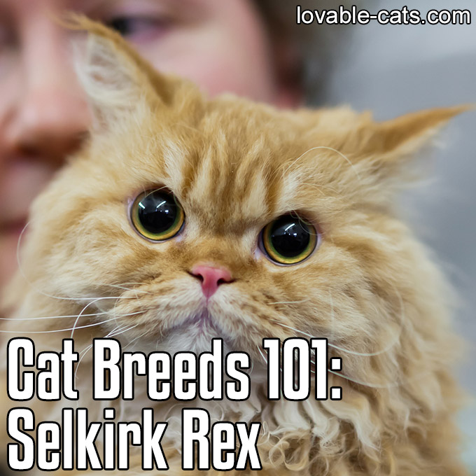 Cat Breeds 101 - Selkirk Rex