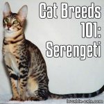 Cat Breeds 101: Serengeti