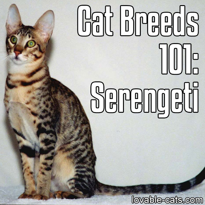 Cat Breeds 101 - Serengeti