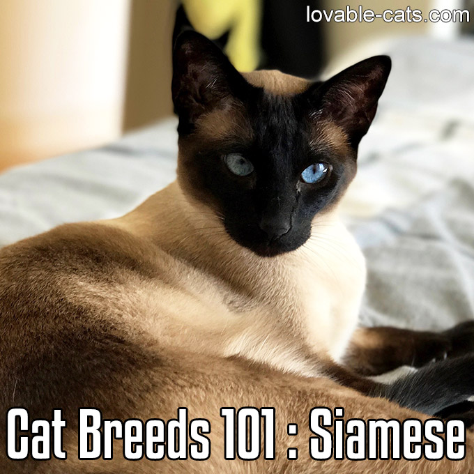 Cat Breeds 101 - Siamese