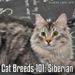 Cat Breeds 101: Siberian