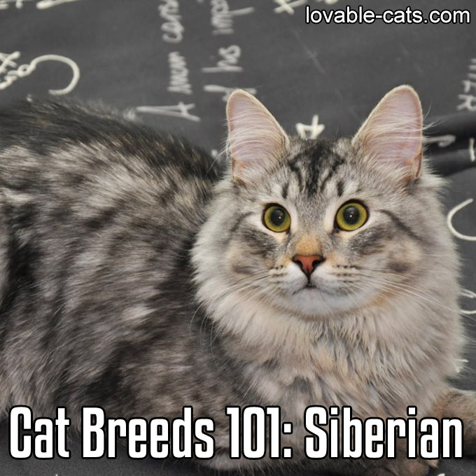 Cat Breeds 101 - Siberian