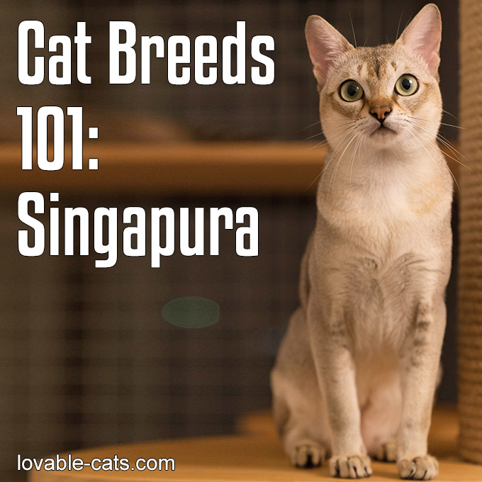 Cat Breeds 101 - Singapura