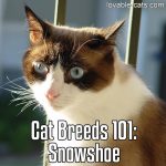 Cat Breeds 101: Snowshoe
