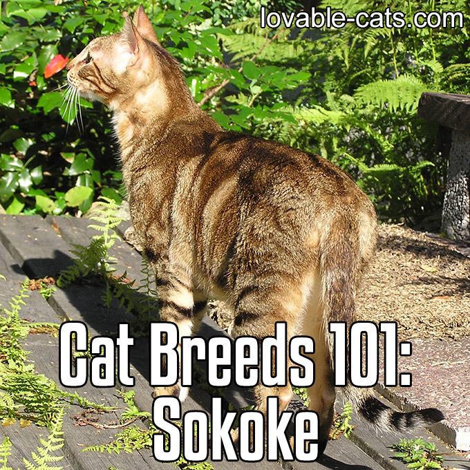 Cat Breeds 101 - Sokoke