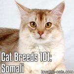 Cat Breeds 101: Somali
