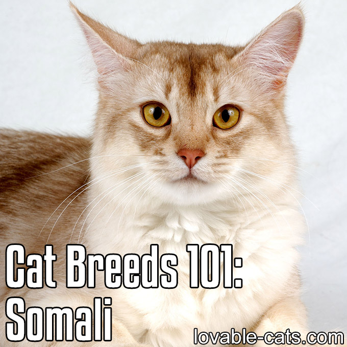 Cat Breeds 101 - Somali