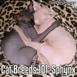 Cat Breeds 101: Sphynx