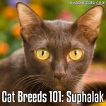 Cat Breeds 101: Suphalak