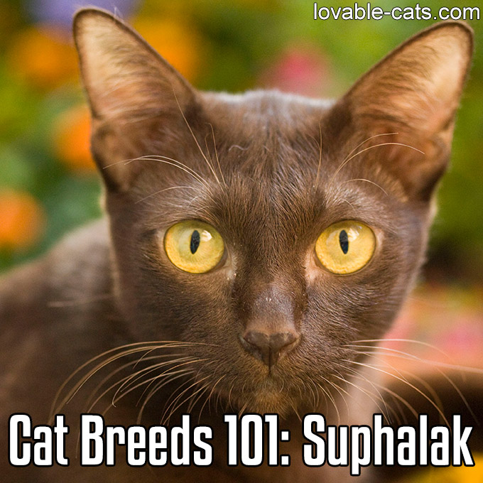 Cat Breeds 101 - Suphalak