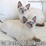 Cat Breeds 101: Tonkinese