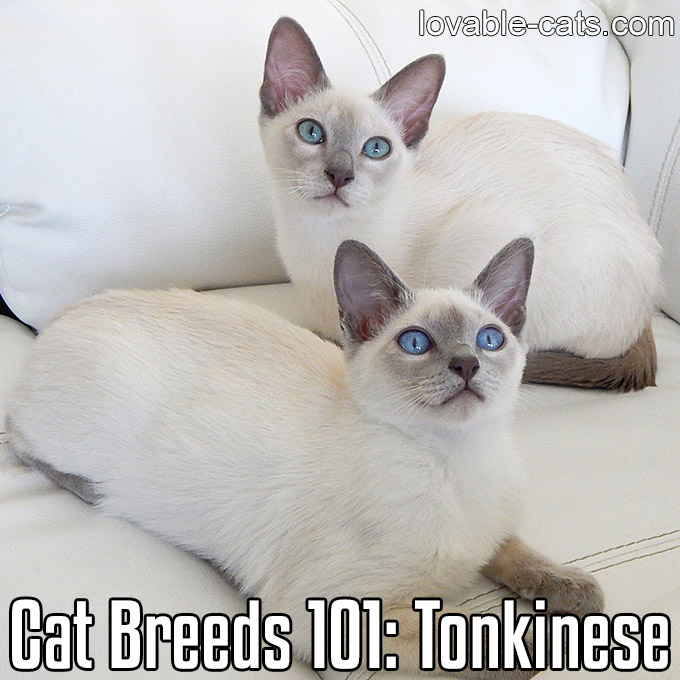 Cat Breeds 101 - Tonkinese
