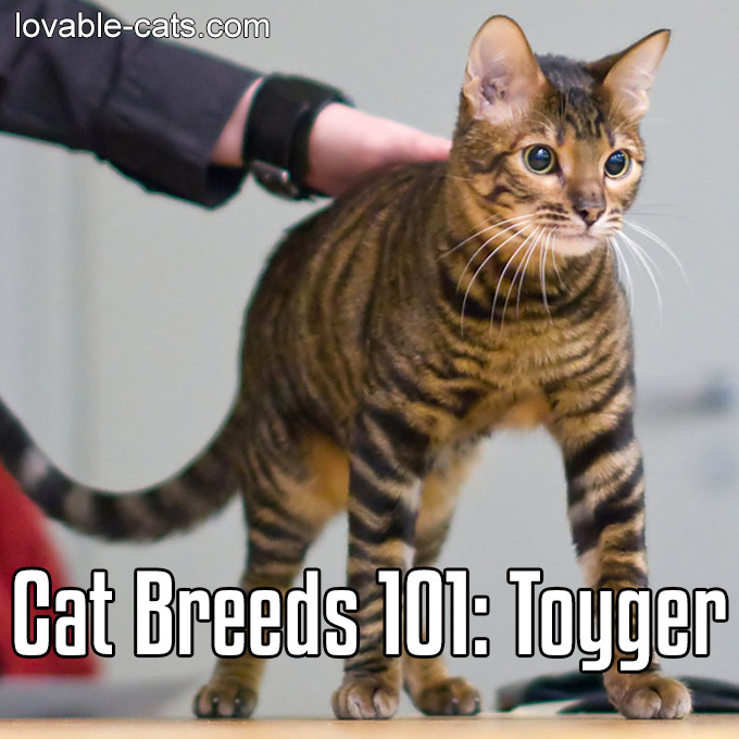 Cat Breeds 101 - Toyger