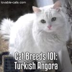 Cat Breeds 101: Turkish Angora