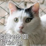 Cat Breeds 101: Turkish Van