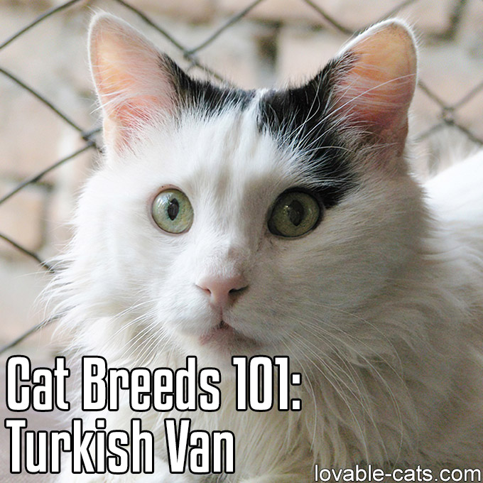 Cat Breeds 101 - Turkish Van