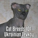 Cat Breeds 101: Ukrainian Levkoy