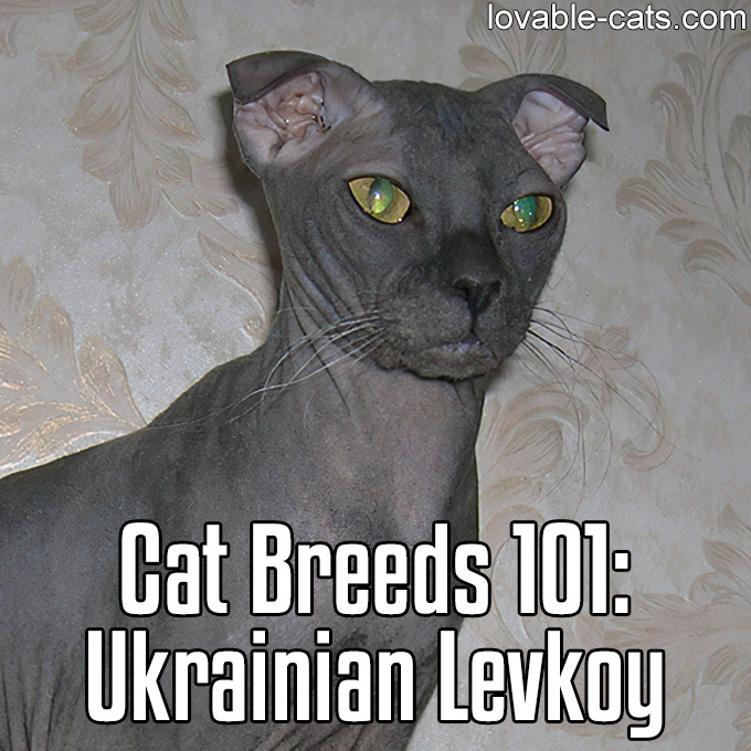 Cat Breeds 101 - Ukrainian Levkoy